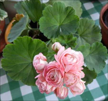 Fischers Appleblossom