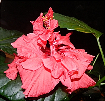Rd hibiskus