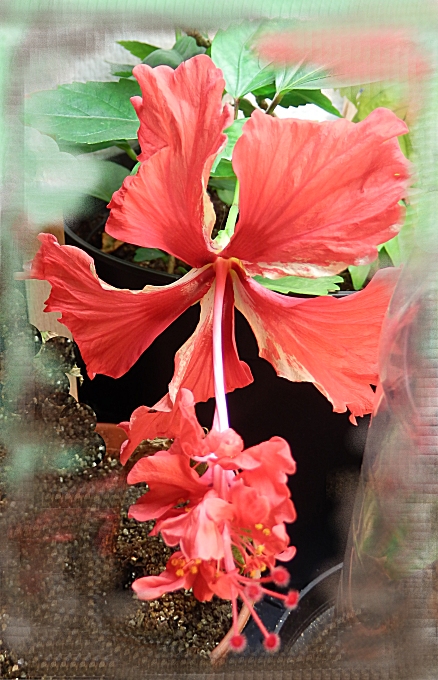 Red El Capitolio Hibiscus, Red Poodle Hibiscus