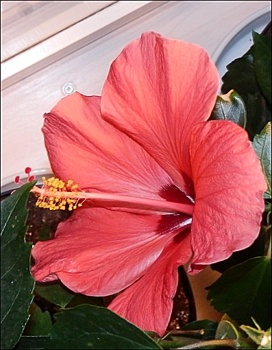 Aloha Hawaii hibiscus