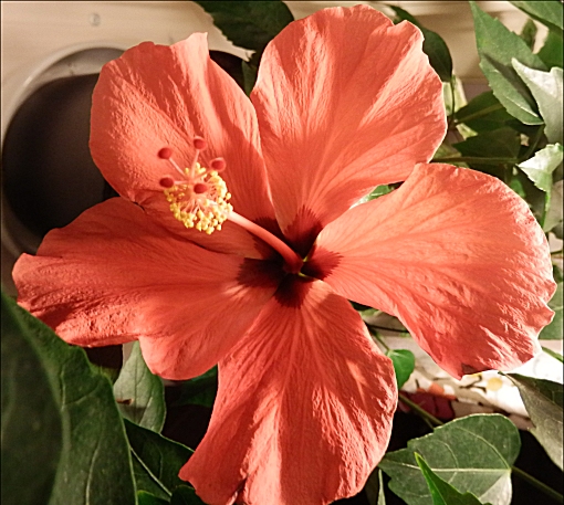 Aloha Hawaii hibiscus