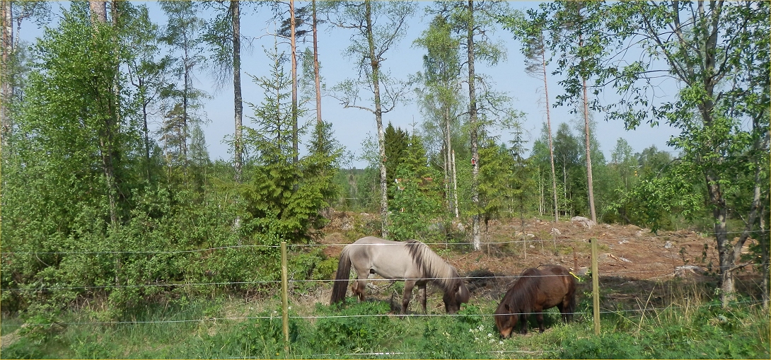 Jadar och Bosse i nya hagen...