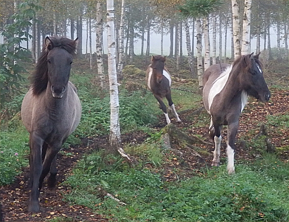 H�star i dimma som h�rt att det �r dags f�r frukost