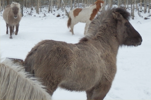 Freydis och Birta 2015