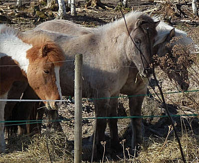 Hastarna april2015