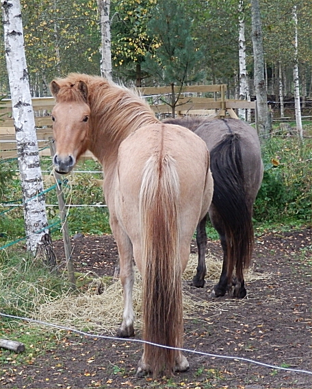 Bessa o Dottla