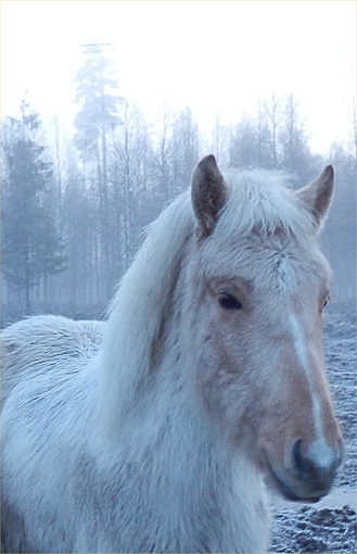 Iris 2015