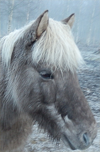 Birta