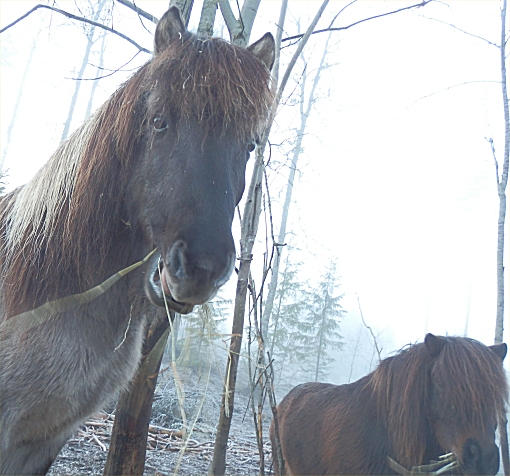 Jadar och Bosse