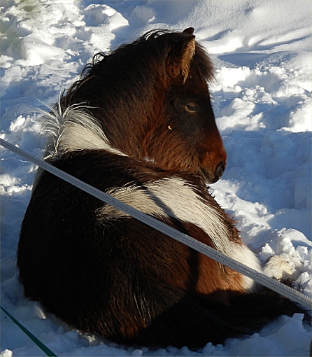 Einar fr�n Skr�mforsen
