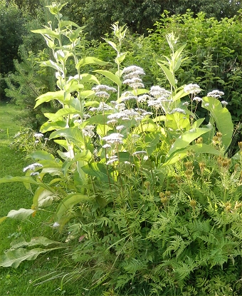 �landsrot Spansk k�rvel mm