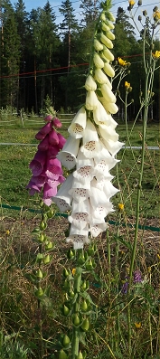 digitalis