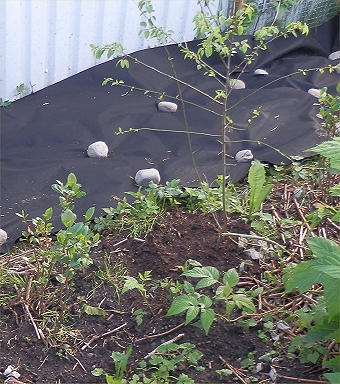 k�rsb�rsplommon och svart aronia