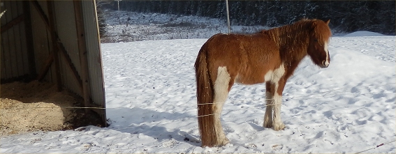 Busiga h�star februari 2016