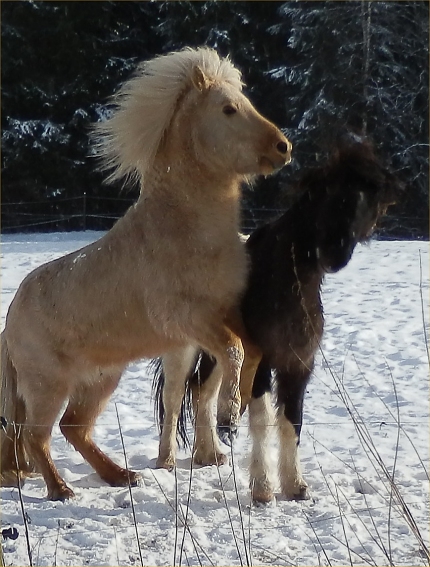 Busiga h�star februari 2016