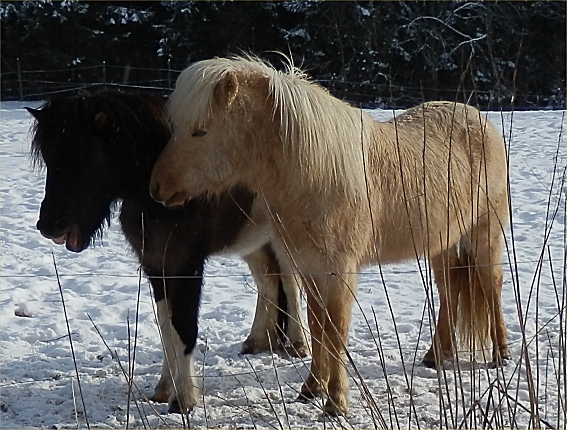 Busiga h�star februari 2016