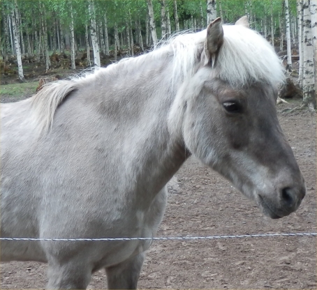 H�st i maj