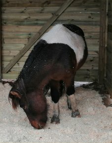 Einar