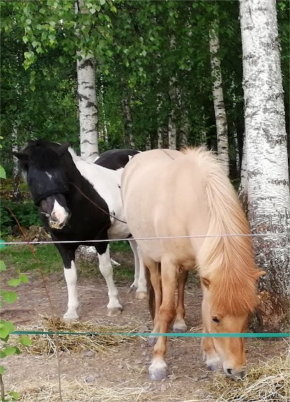 H�st Juni