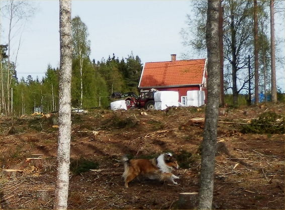 hundbus i nya hagen