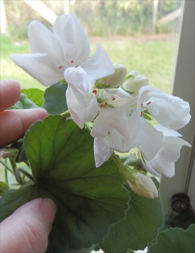 Pelargon Alba