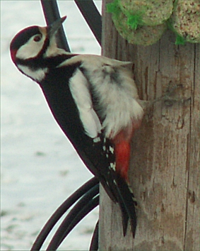 woodpecker