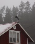 hustak med vindfljel