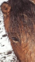 Hstga Eyes of Keilir