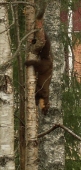 An Pine marten visited us