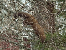 A rare animal Pine marten was chased by magpies