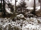 Skog i december