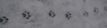 lodjursspr An lynx cat has been walking here sniffing for yhe hare track