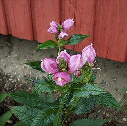Hstblomma 201009