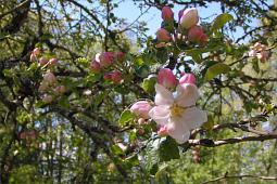 Äppelblom i trädgården Appleblossom