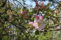 ppelblom i trdgrden Appleblossom