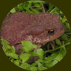 En padda kom promenerande.... A toad passing by...