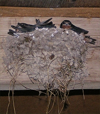 swallovs in their nest