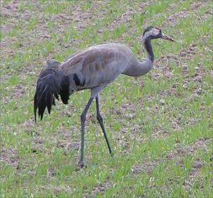 Trana Cranes living on the fields